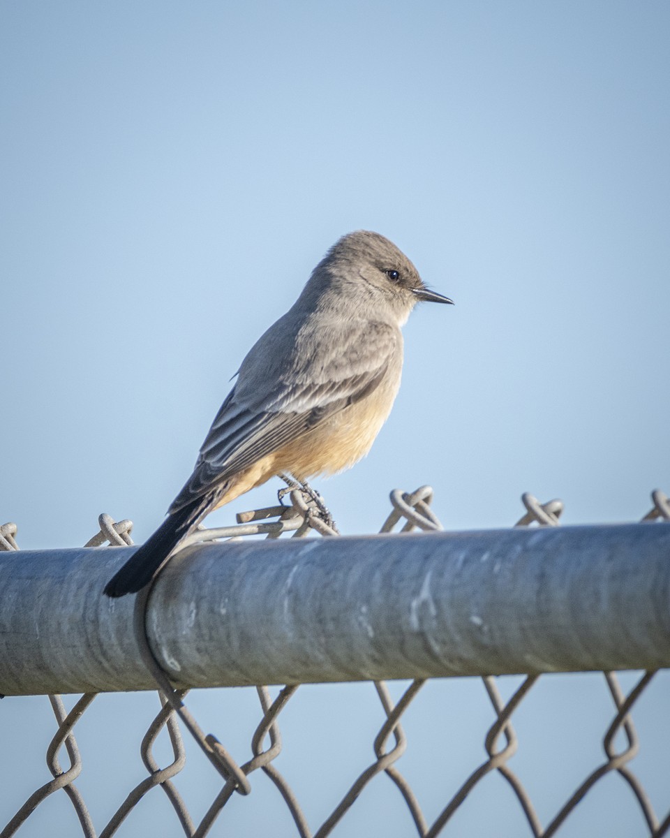 Say's Phoebe - ML301742381