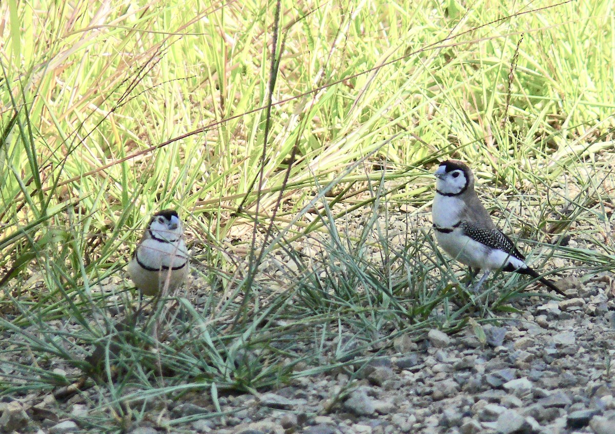 Double-barred Finch - Beck Redden