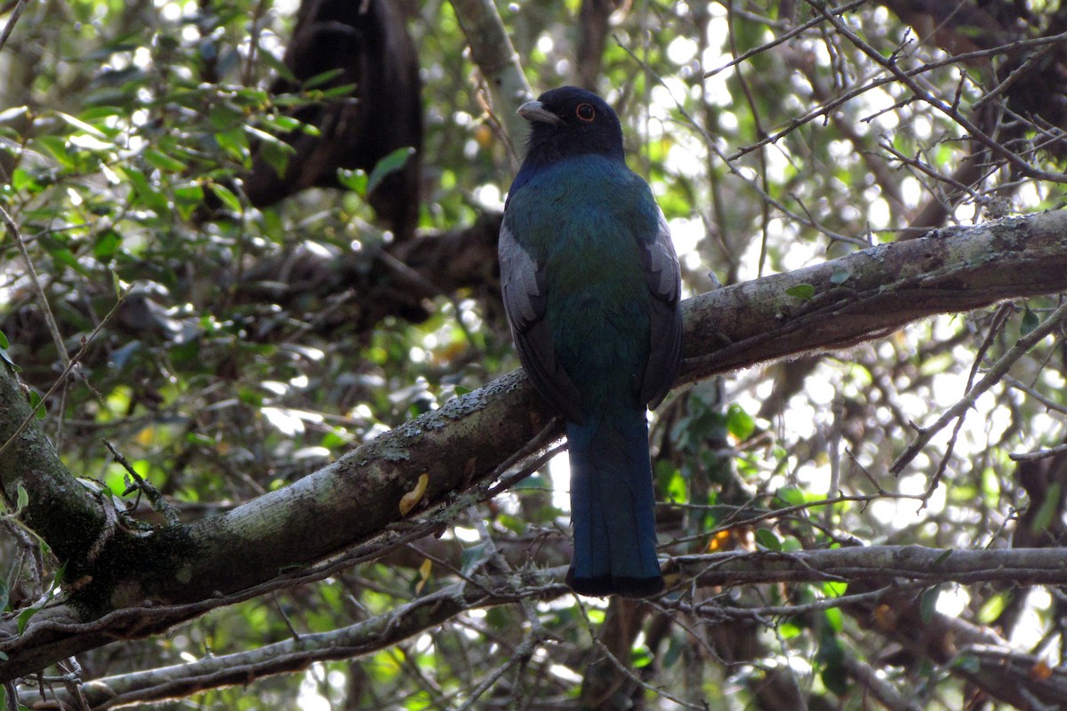 Surucua Trogon - Fabricio C. Gorleri