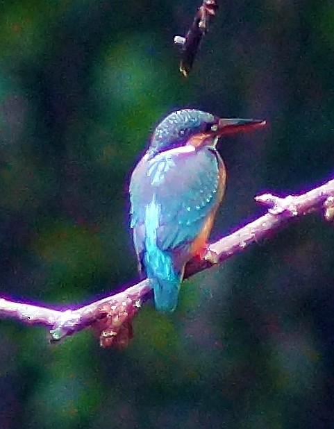 Common Kingfisher - ML301746191