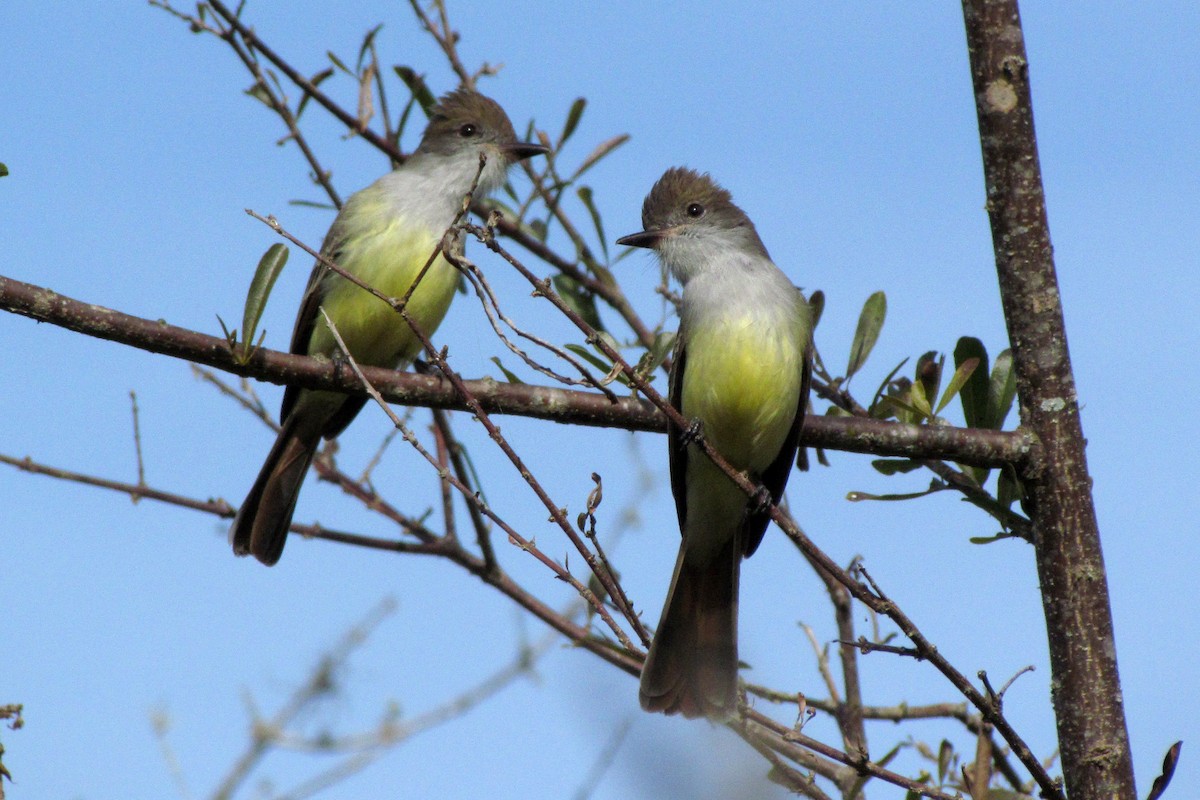 Brown-crested Flycatcher - ML30174671