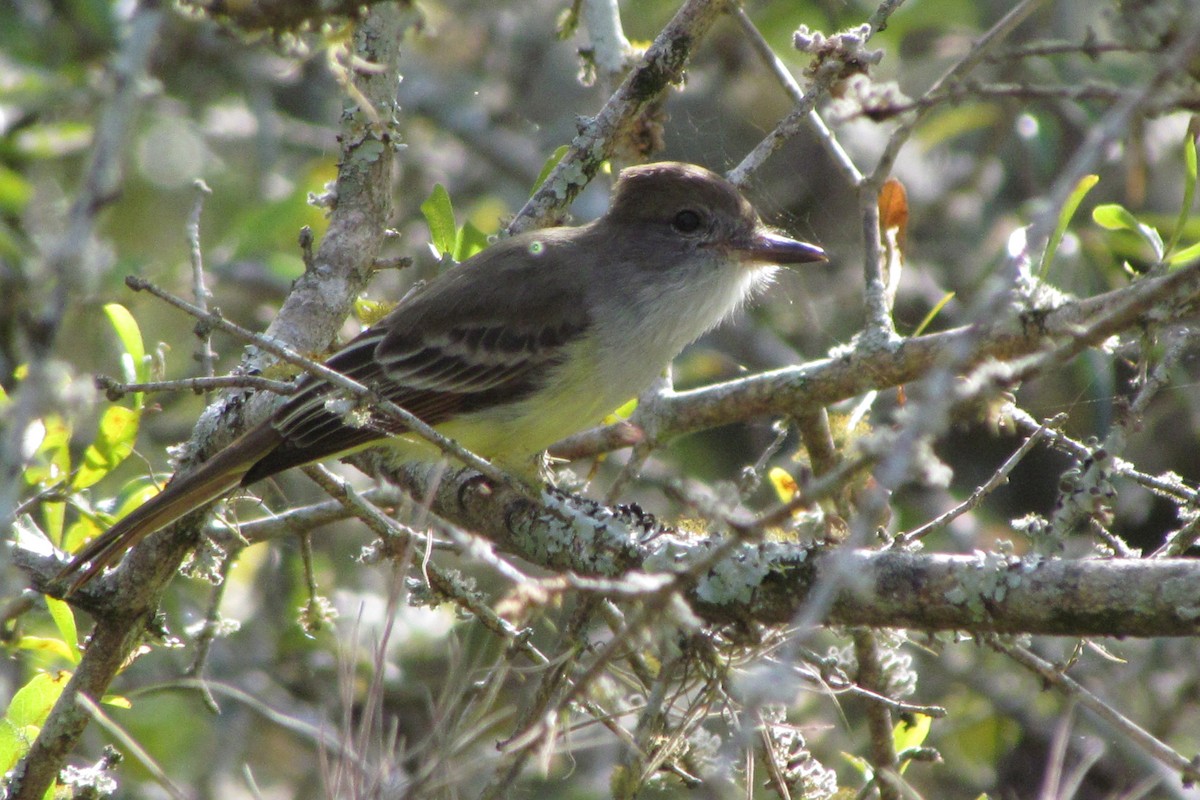 Brown-crested Flycatcher - ML30174691