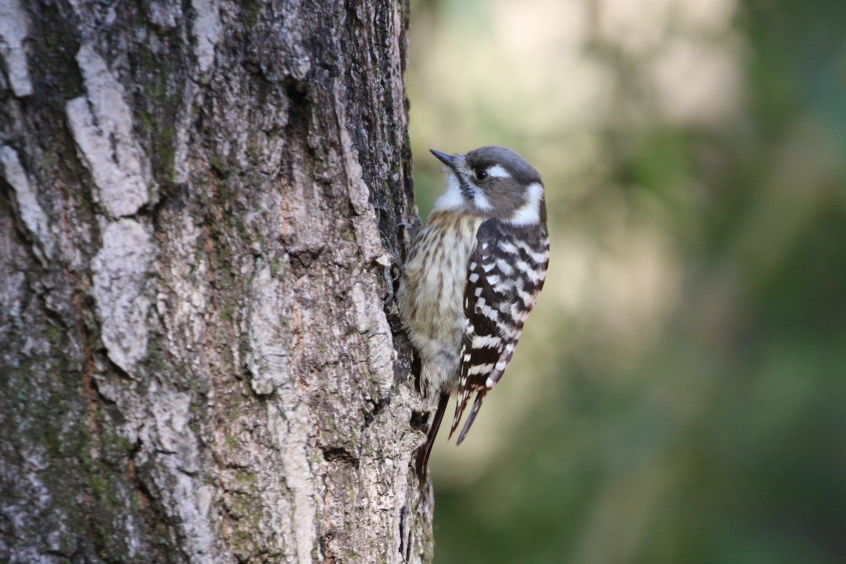 Japanese Pygmy Woodpecker - ML301747211