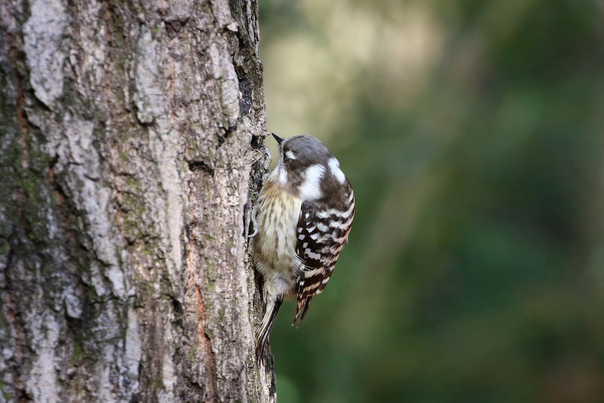 Japanese Pygmy Woodpecker - ML301747221
