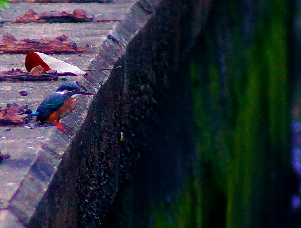 Common Kingfisher - ML301747611
