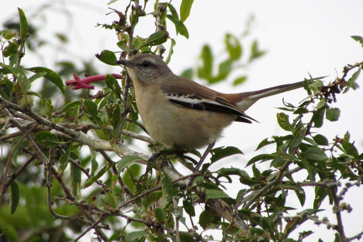 White-banded Mockingbird - Fabricio C. Gorleri