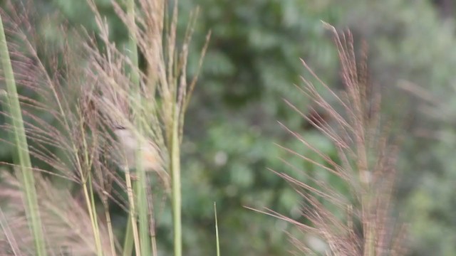 Tawny-flanked Prinia - ML301750301