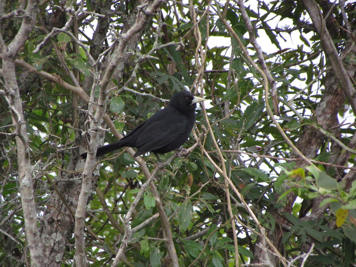 Solitary Black Cacique - Fabricio C. Gorleri