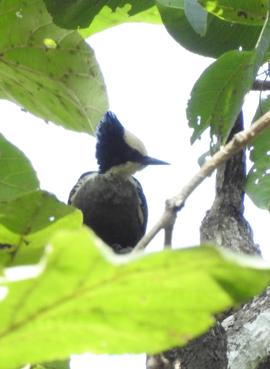 Heart-spotted Woodpecker - ML301753351