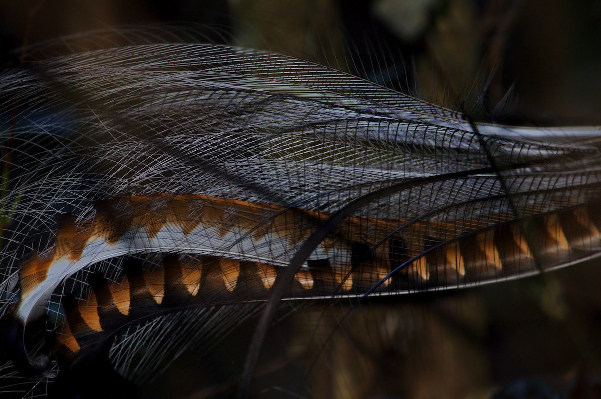 Superb Lyrebird - Daniel Field