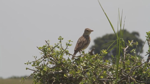 Rufous-naped Lark - ML301754431