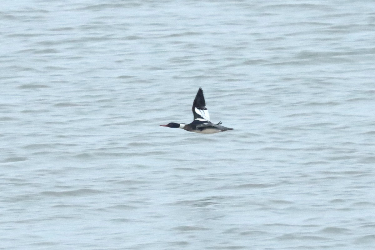 Red-breasted Merganser - Letty Roedolf Groenenboom