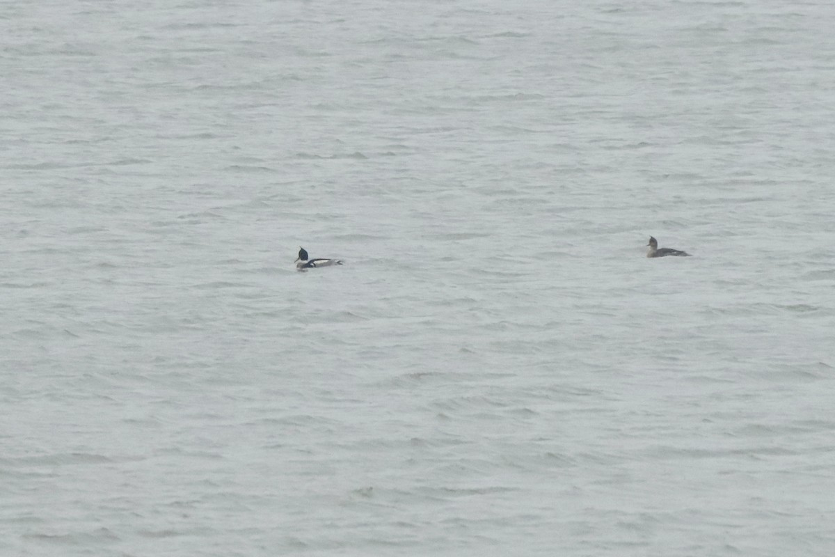 Red-breasted Merganser - ML301756811