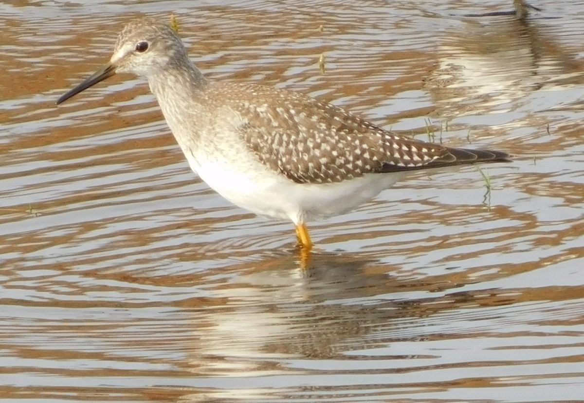 Lesser Yellowlegs - ML301757551