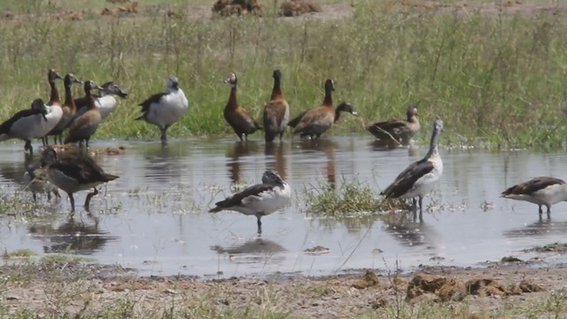 kamand - ML301757721