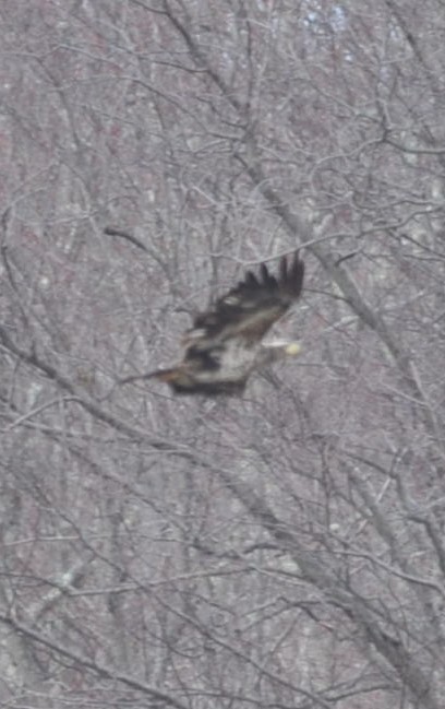 Bald Eagle - ML301758371