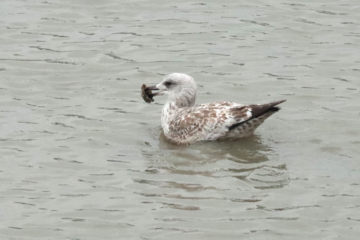 Herring Gull - Letty Roedolf Groenenboom