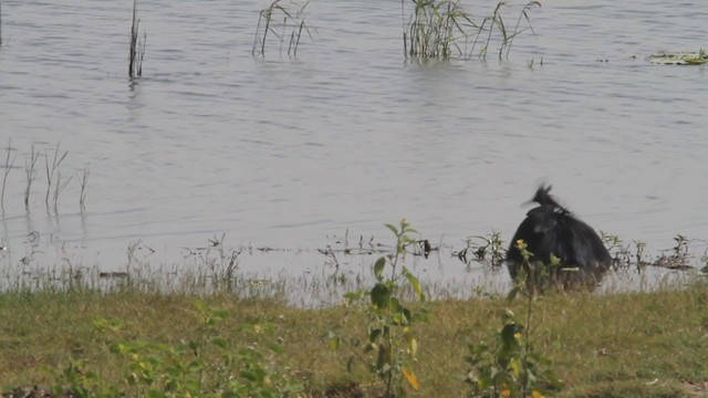 Black Heron - ML301759291