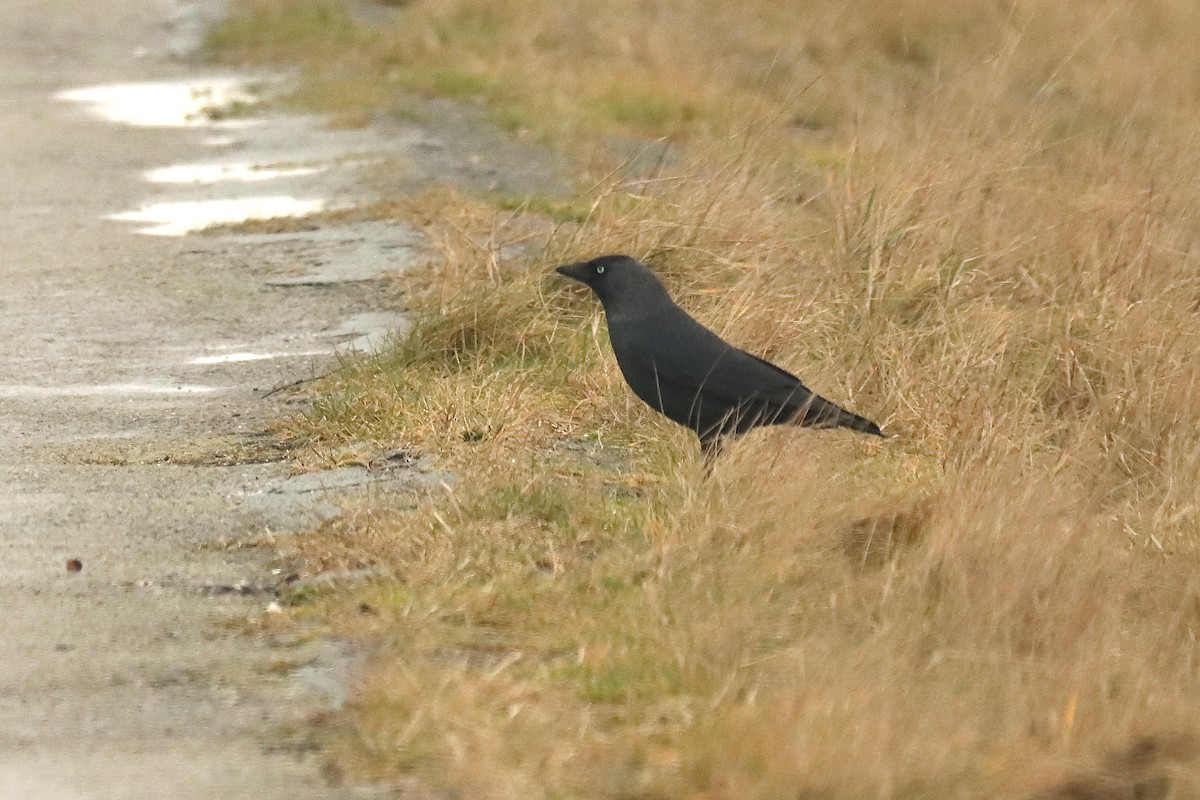 Eurasian Jackdaw - Letty Roedolf Groenenboom