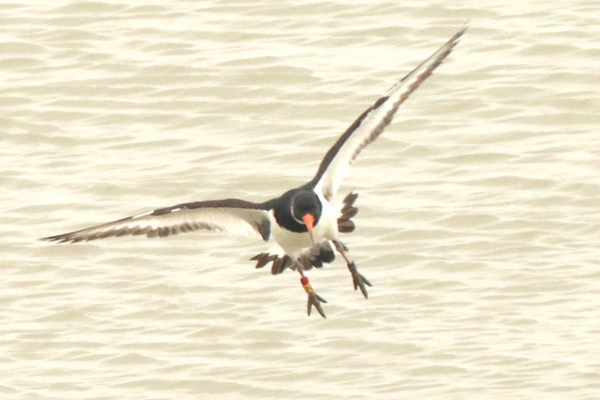 Eurasian Oystercatcher - Letty Roedolf Groenenboom