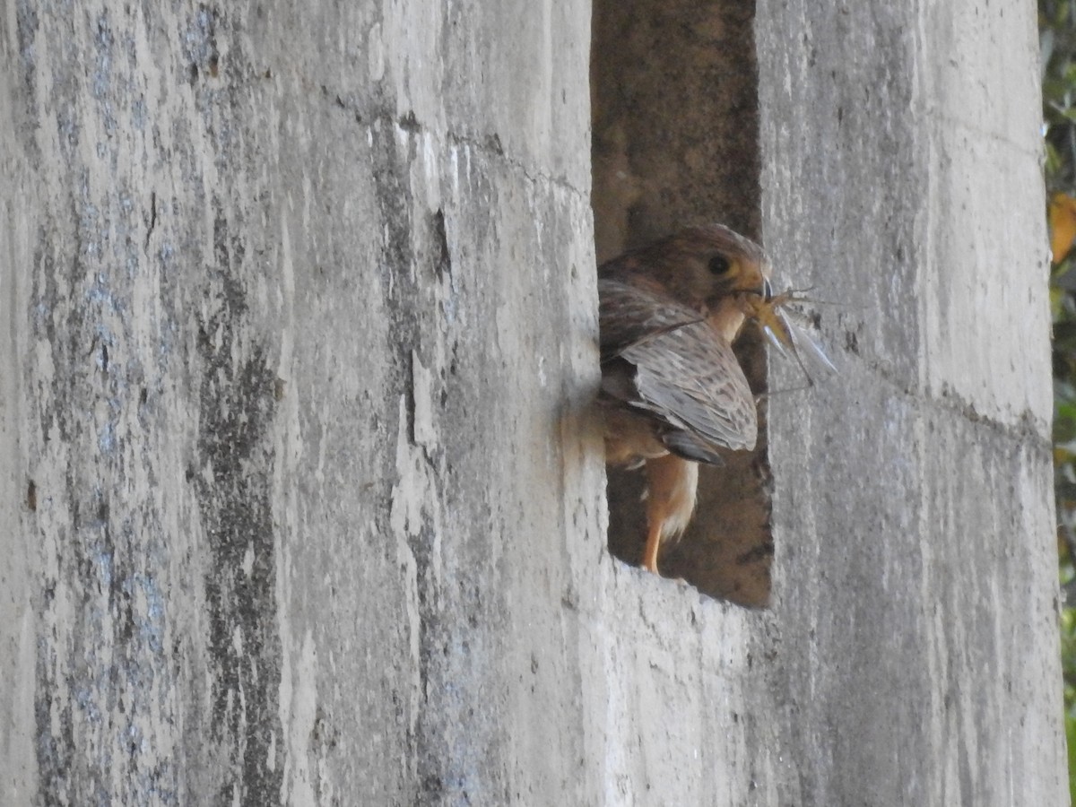 Eurasian Kestrel - ML30176061