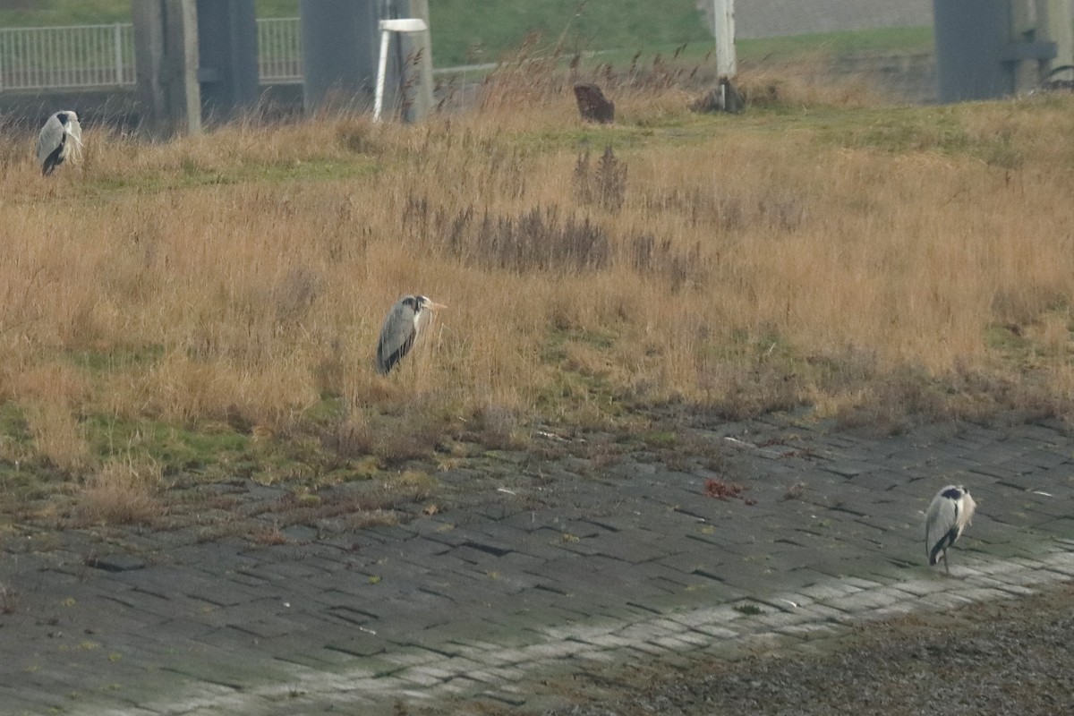 Gray Heron - Letty Roedolf Groenenboom