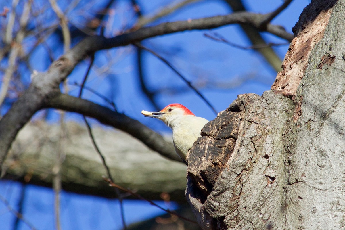 Red-bellied Woodpecker - ML301761811