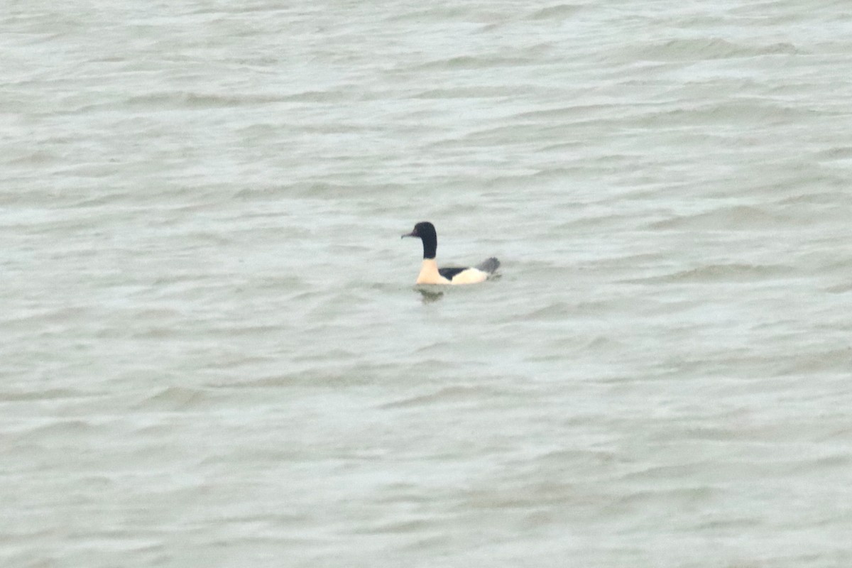 Common Merganser - Letty Roedolf Groenenboom