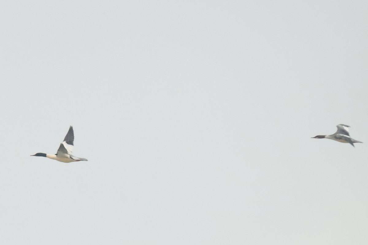 Common Merganser - Letty Roedolf Groenenboom