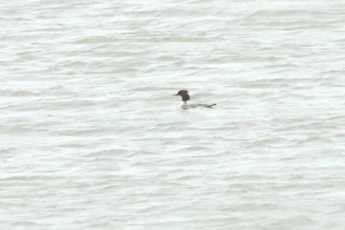 Common Merganser - Letty Roedolf Groenenboom