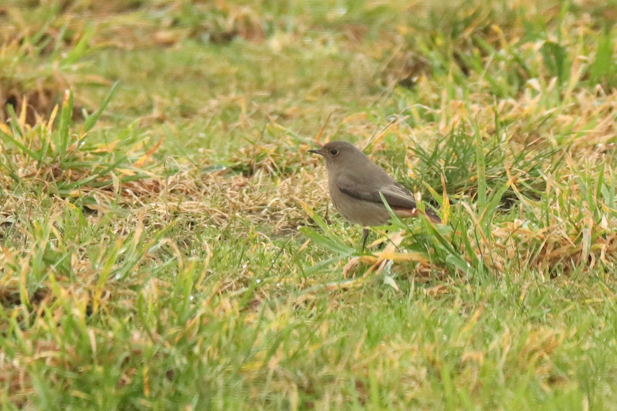 Black Redstart - Letty Roedolf Groenenboom