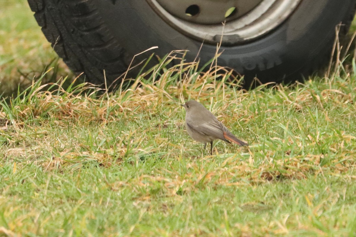 Black Redstart - Letty Roedolf Groenenboom