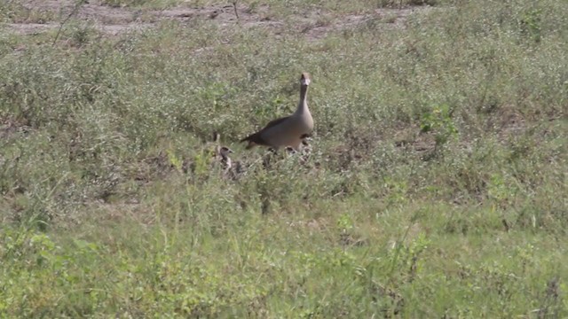 niland - ML301764841