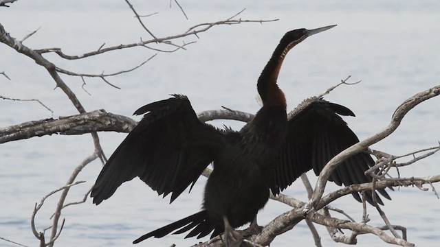 Anhinga d'Afrique - ML301765431