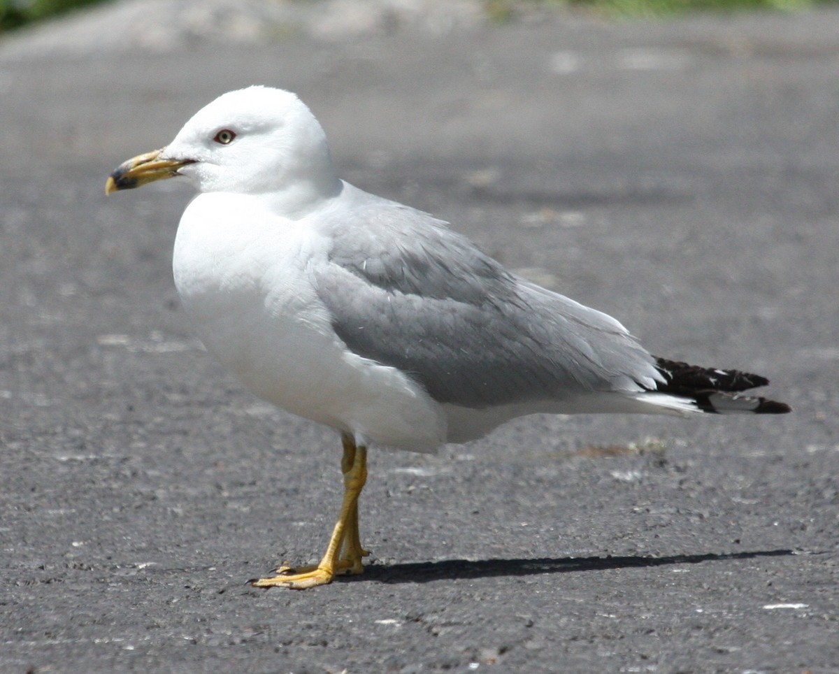 Ring-billed Gull - Nels Nelson