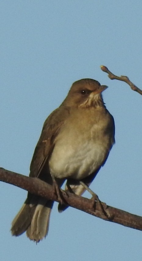 Creamy-bellied Thrush - ML301767881