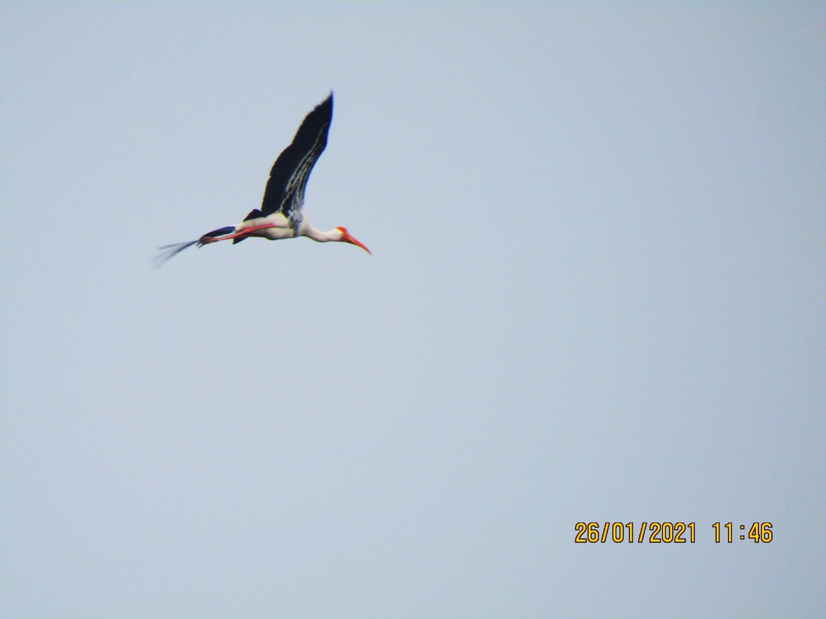 Painted Stork - ML301771151