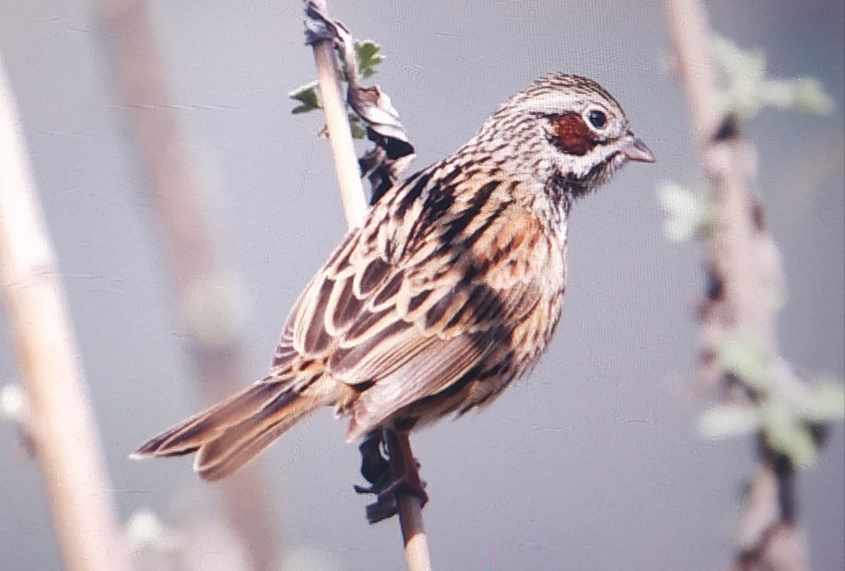 Chestnut-eared Bunting - ML301772801