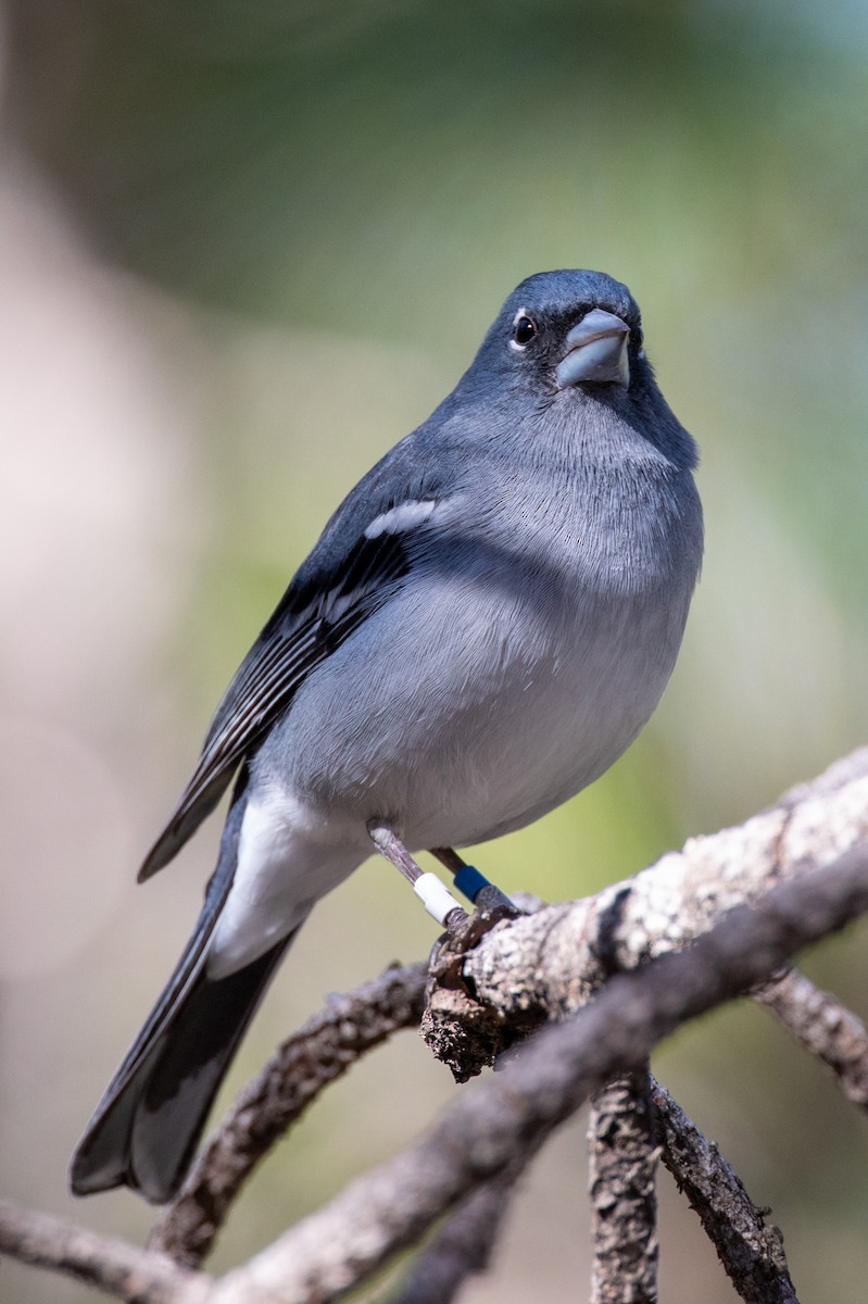 Gran Canaria Blue Chaffinch - ML301773881