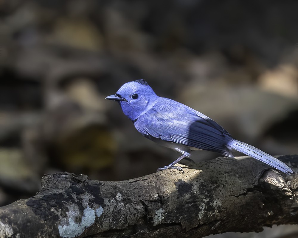 Black-naped Monarch - ML301774621