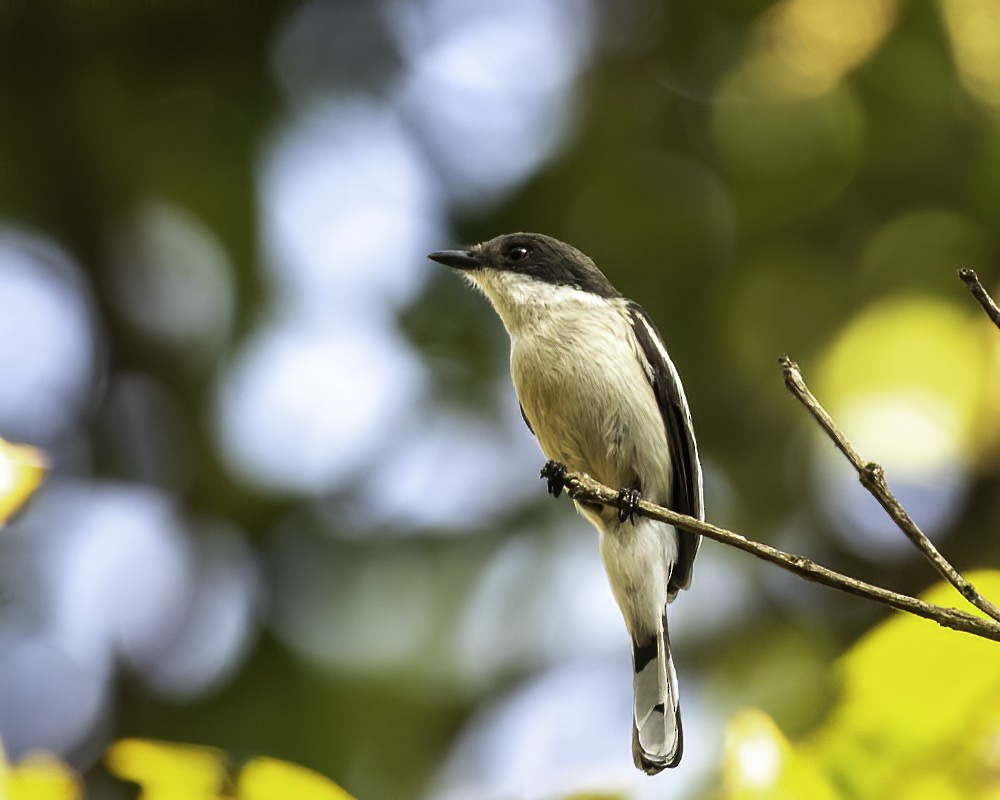 Bar-winged Flycatcher-shrike - ML301774631