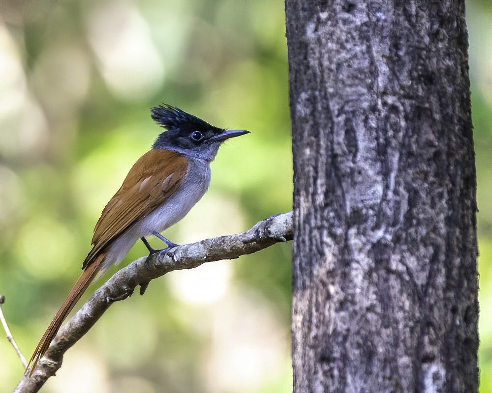 Indian Paradise-Flycatcher - ML301774731