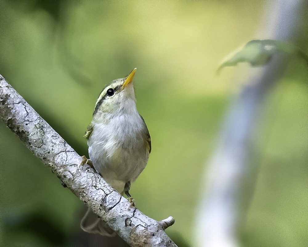 Green Warbler - ML301774741