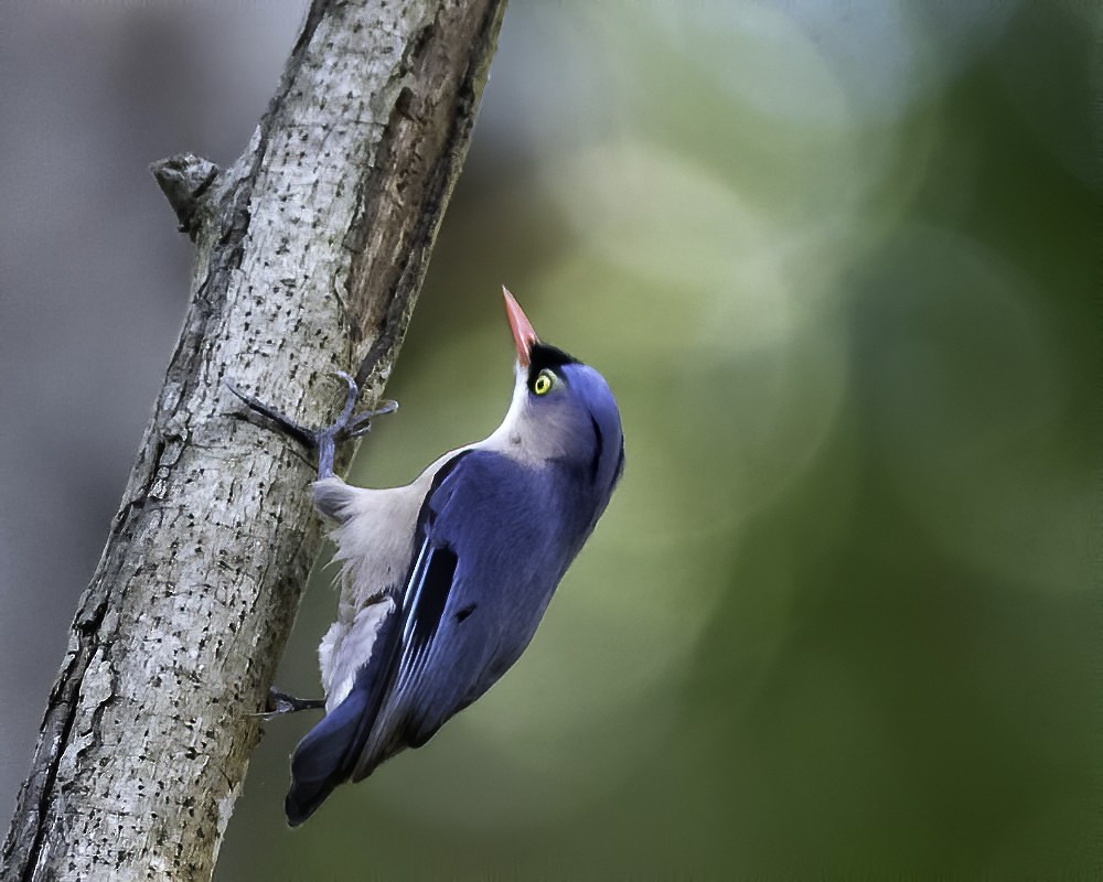 Velvet-fronted Nuthatch - ML301774801