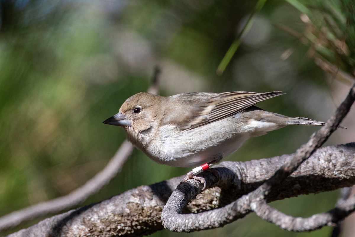 Gran Canaria Blue Chaffinch - ML301774861