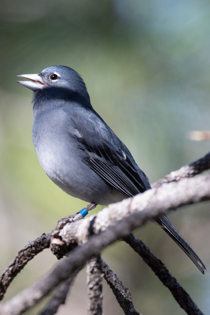 Gran Canaria Blue Chaffinch - ML301774921