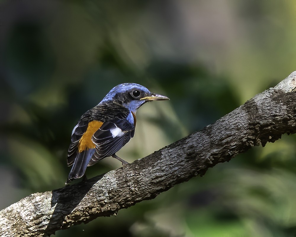Blue-capped Rock-Thrush - ML301774941