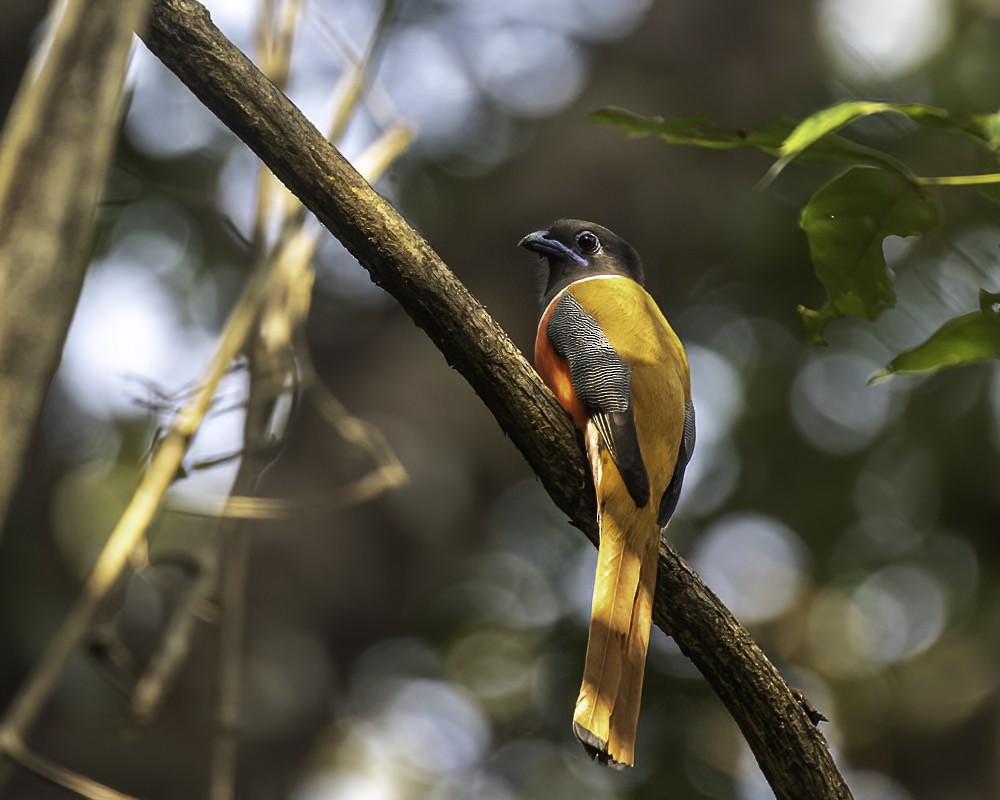 Malabar Trogon - ML301775261