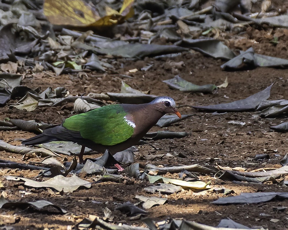 Asian Emerald Dove - ML301775301