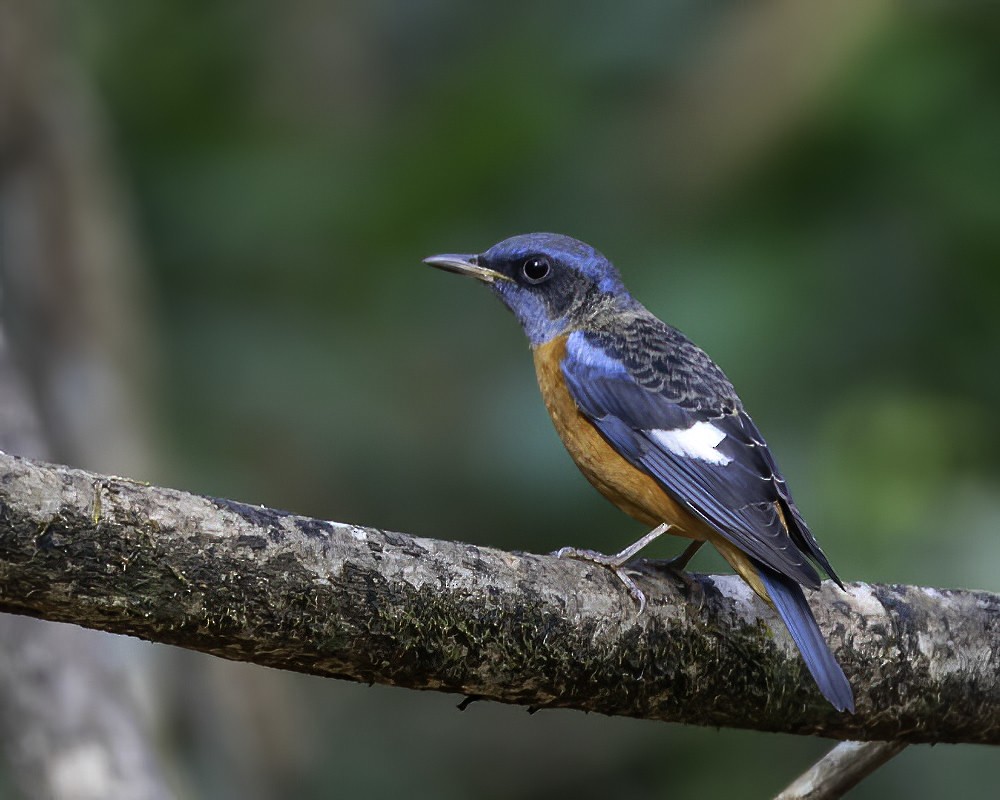 Blue-capped Rock-Thrush - Madhu Arouza Pai